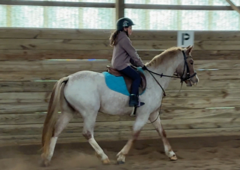 HorseID: 2286979 Trinket Box Harry - PhotoID: 1091748