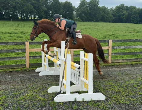 HorseID: 2287184 Mountaineer - PhotoID: 1092019