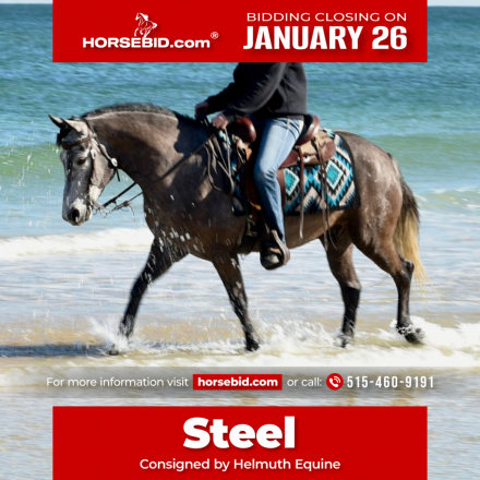 HorseID: 2287438 Steel - PhotoID: 1064614