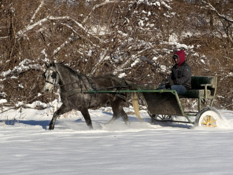 HorseID: 2287438 Steel - PhotoID: 1064616