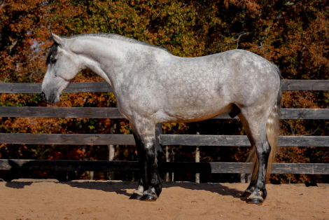 HorseID: 2287439 UCAN CALL ME MISTER - PhotoID: 1064619