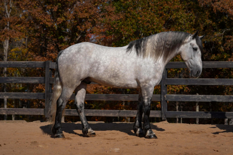 HorseID: 2287439 UCAN CALL ME MISTER - PhotoID: 1064620