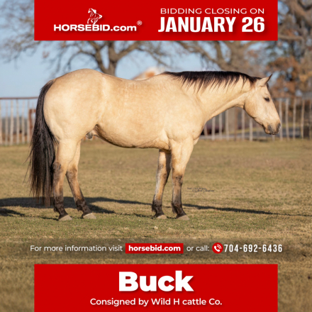 HorseID: 2287441 Slip Two Me - PhotoID: 1064622