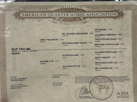 HorseID: 2287441 Slip Two Me - PhotoID: 1067948