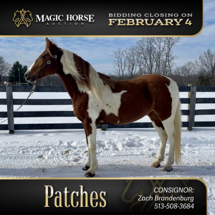 HorseID: 2287657 Patches - PhotoID: 1064899