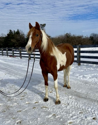 HorseID: 2287657 Patches - PhotoID: 1064900