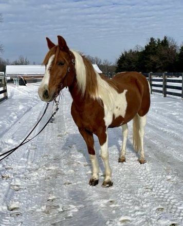 HorseID: 2287657 Patches - PhotoID: 1064902