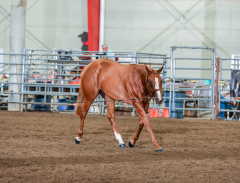 HorseID: 2287959 Shesthebestimpulse - PhotoID: 1091478