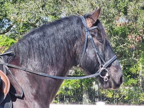 HorseID: 2288062 Remington Chayce - PhotoID: 1065404