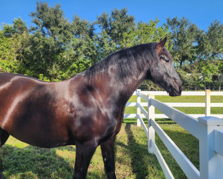 HorseID: 2288062 Remington Chayce - PhotoID: 1065405