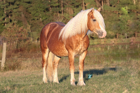 HorseID: 2288371 PAL - PhotoID: 1065675