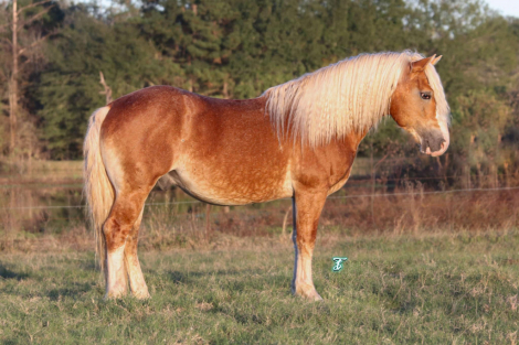 HorseID: 2288371 PAL - PhotoID: 1065676