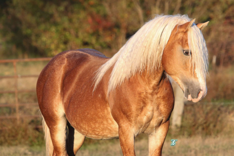 HorseID: 2288371 PAL - PhotoID: 1065677