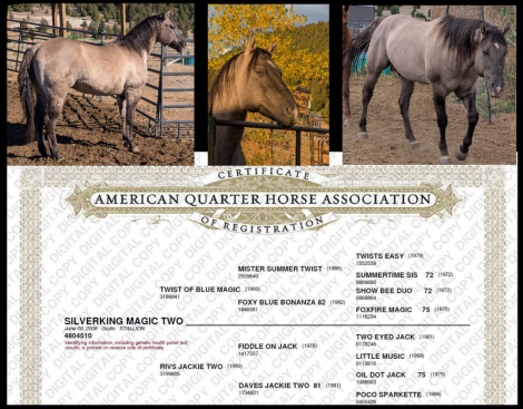 HorseID: 2288736 Silverking Magic Two - PhotoID: 1092060