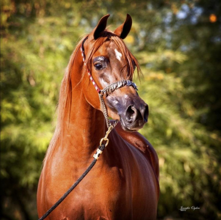 HorseID: 2288794 SB Vivian - PhotoID: 1092049