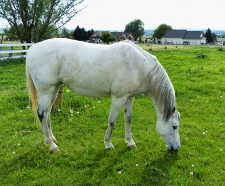 HorseID: 2288838 Zoe - PhotoID: 1092476