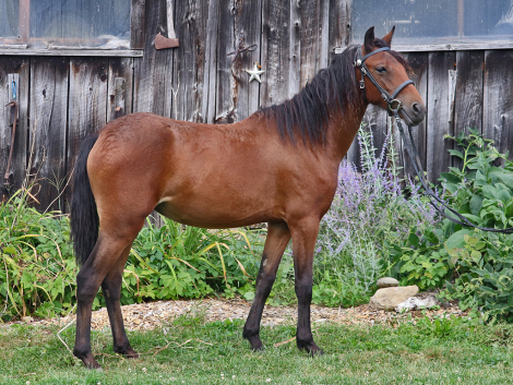 HorseID: 2289559 OYY Chantilly Lace - PhotoID: 1091999