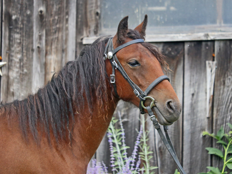 HorseID: 2289559 OYY Chantilly Lace - PhotoID: 1092000