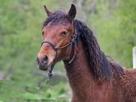 HorseID: 2289559 OYY Chantilly Lace - PhotoID: 1092002