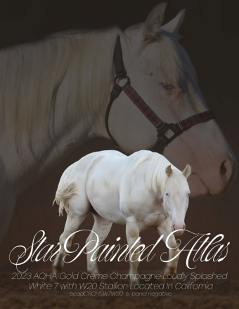 HorseID: 2289945 Star Painted Atlas - PhotoID: 1092475