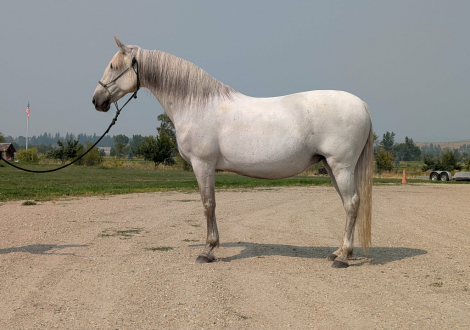 HorseID: 2291130 Fresona Roy - PhotoID: 1092539