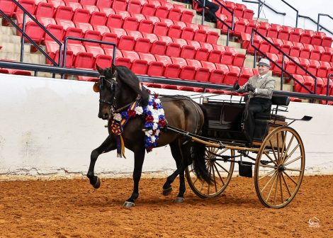 HorseID: 2291132 Liberal X - PhotoID: 1092542