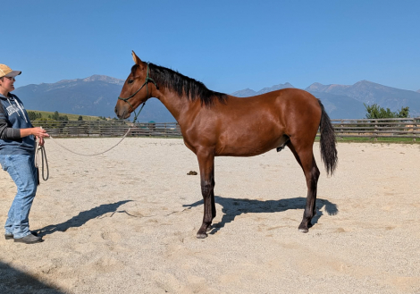 HorseID: 2291132 Liberal X - PhotoID: 1092543