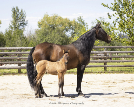 HorseID: 2291132 Liberal X - PhotoID: 1092544