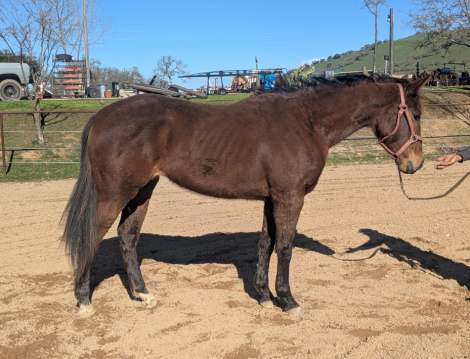 HorseID: 2291224 Thoroughbred Filly - PhotoID: 1092112