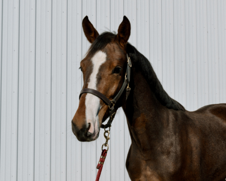 HorseID: 2292951 Sedona - PhotoID: 1091994