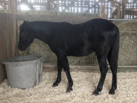 HorseID: 2292995 Thunder - PhotoID: 1088887