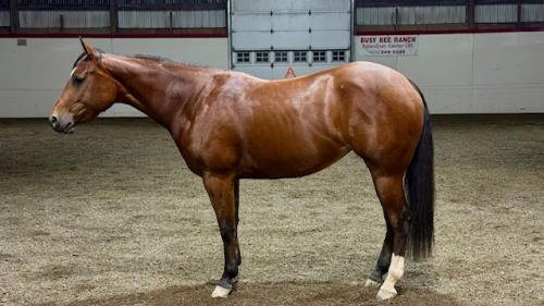 HorseID: 2293372 Lopen Lena - PhotoID: 1091745