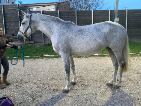 HorseID: 2293789 Canela De Banuelos - PhotoID: 1092442