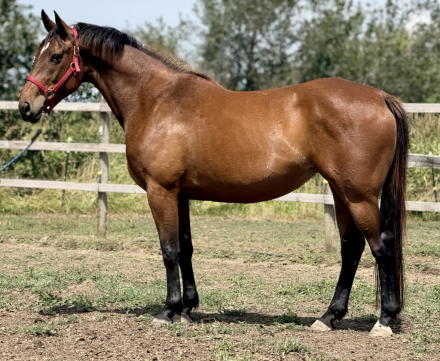 HorseID: 2294212 Regina George - PhotoID: 1073539