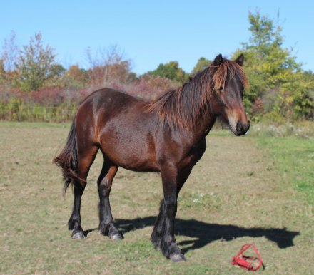 HorseID: 2295090 Exceptional Opportunity Registered Dales Pony - PhotoID: 1092123