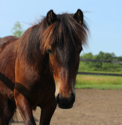 HorseID: 2295090 Exceptional Opportunity Registered Dales Pony - PhotoID: 1092124