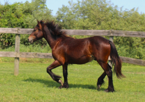 HorseID: 2295090 Exceptional Opportunity Registered Dales Pony - PhotoID: 1092125