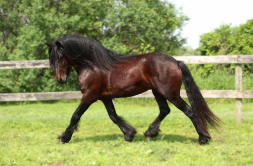 HorseID: 2295090 Exceptional Opportunity Registered Dales Pony - PhotoID: 1092126