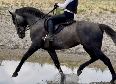 HorseID: 2295102 Valhallas Odin - PhotoID: 1080384