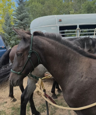 HorseID: 2295243 Lazaro - PhotoID: 1092155