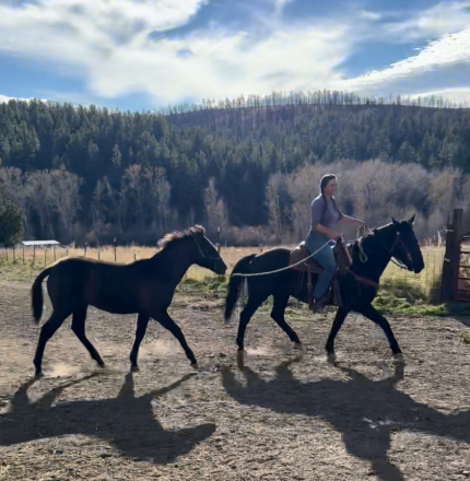 HorseID: 2295243 Lazaro - PhotoID: 1092156