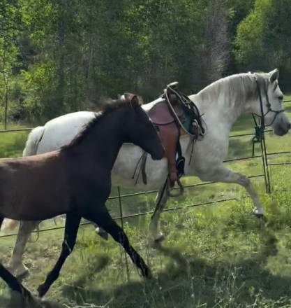 HorseID: 2295243 Lazaro - PhotoID: 1092157