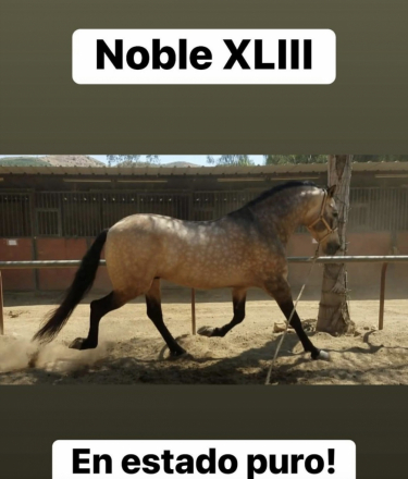 HorseID: 2295243 Lazaro - PhotoID: 1092158