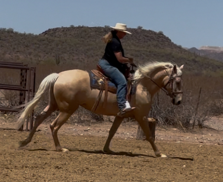 HorseID: 2295336 Opal Star - PhotoID: 1075063