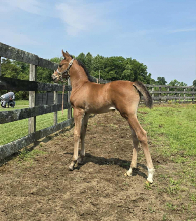 HorseID: 2296820 CAF Marco's Rockette - PhotoID: 1077130