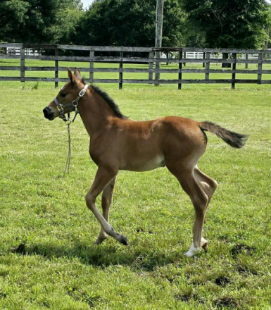 HorseID: 2296820 CAF Marco's Rockette - PhotoID: 1077131