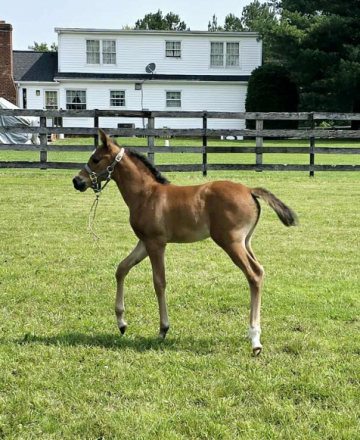 HorseID: 2296820 CAF Marco's Rockette - PhotoID: 1077132