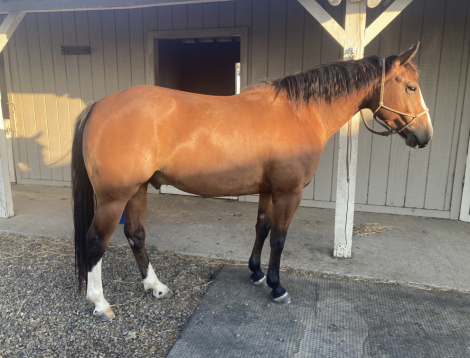 HorseID: 2296976 BR Reys Smoken Gun - PhotoID: 1092439