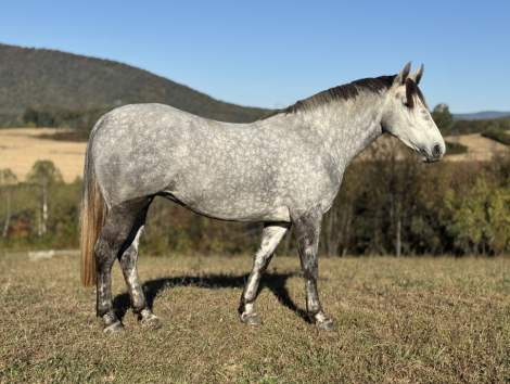 HorseID: 2297179 Who's My Daddy - PhotoID: 1092338