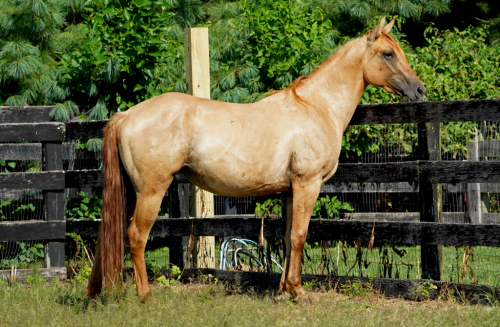 HorseID: 2297241 Cerulean Sunshine - PhotoID: 1077712